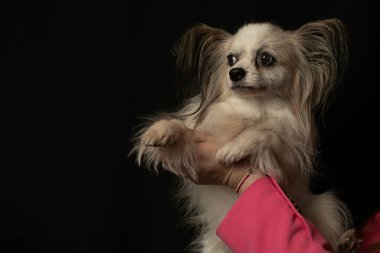 Küçük köpekler. Siyah arka planda Papillons köpeğinin portresi. Metresler tarafından destekleniyor. Kelebek köpek. Evcil hayvan tımarı. Düzgün bakım ve evcil hayvan besleme. Evcil hayvan ürünleri. Yoldaşlar. 