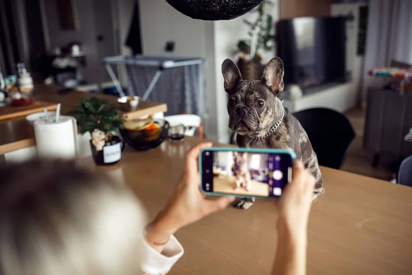 Blonde woman hostess takes pictures of her beloved French bulldog sitting on table in front of her on phone. Maintenance and care of dogs. Healthy pets. Happy moments. Positive emotions. Friendship.