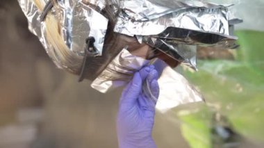 Güzellik salonunda oturan bir kadın. Folyoda saç perçemi tutan tanınmamış kadın kuaför. Mavi eldivenle saç boyası sürüyor. Vurgulama, balayaj, saç boyama.