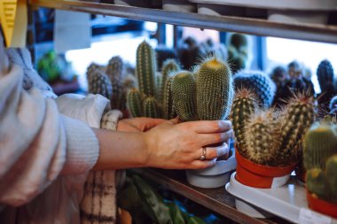 Çeşitli türde kaktüsler. Geniş seçim. Kadınların elleri dikkatlice alır, sulu, kaktüs, bahçenin ortasında durur. Hobi olarak. Kaktüs topluyorum. Başarılı bir alışveriş. Satın alma tesisleri. 