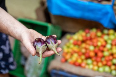 Yetişkin adamın eli, yeşil yapraklı mor brinjals çifti gösteriyor. Hindistan 'daki Goa pazarında satılan küçük patlıcanlar. Sokak pazarında renkli sebzeler satılıyor.