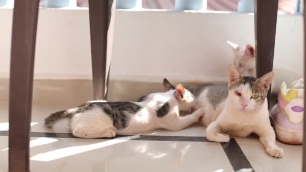 Groep Katten Genieten Van Zomerdag Het Terras Mam Kat Voedt — Stockvideo