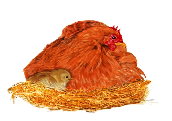 Hen and chick on nest
