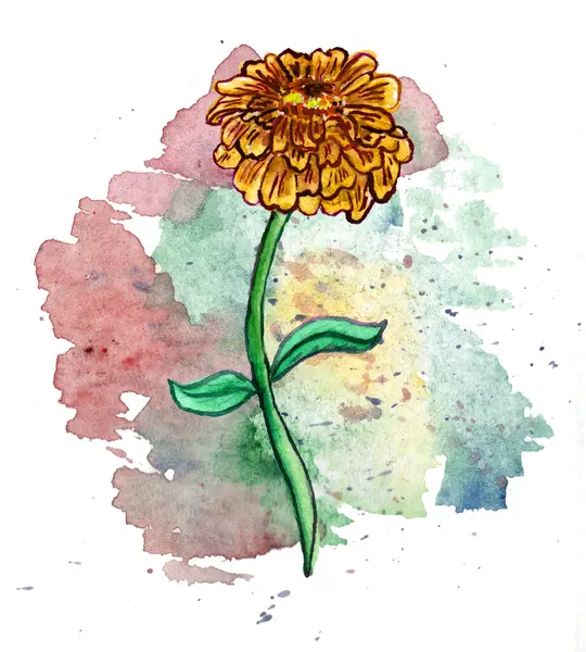 Suluboya arka planda Zinnia çiçeği