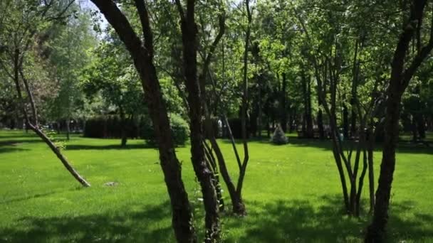 都市の日没に芝生と木が付いている緑の公園 — ストック動画