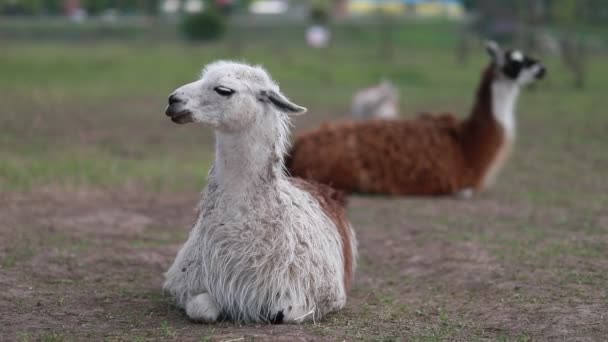 Funny Alpaca Llama Isolated Blue — Stock Video