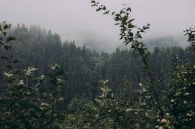 Yaremche köyü yakınlarındaki Ukrayna 'nın Karpatlar bölgesinde. Yüksek kalite fotoğraf