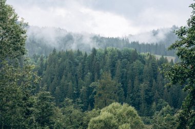 Yaremche köyü yakınlarındaki Ukrayna 'nın Karpatlar bölgesinde. Yüksek kalite fotoğraf