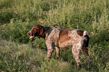 Macar av köpeği Vizsla köpeği sonbaharda sahada. Yüksek kalite fotoğraf