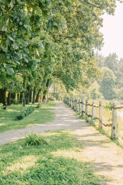 Bahçedeki yeşil park ve ağaç günbatımı arka planında. Egzersiz ve rahatla. - Evet. Yüksek kalite fotoğraf