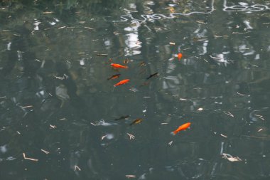 Mavi gökyüzünün altındaki yeşil çimlerde bir sürü farklı hayvan. Yüksek kalite fotoğraf