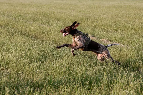 Macar av köpeği Vizsla köpeği sonbaharda sahada. Yüksek kalite fotoğraf