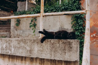 Benekli sokak kedisi yürüyor. Terk edilmiş kedi insanlara bakıyor..