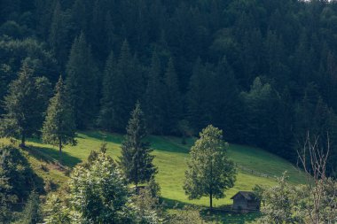 Karpatlar 'da sıcak bir akşam. Dağlarda yaz manzarası. Ukrayna, Avrupa. Yüksek kalite fotoğraf