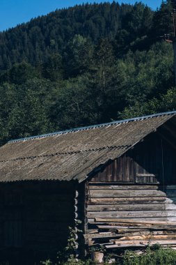 Arka planda yüksek dağlarda güzel çam ağaçları. Karpatlar. Yüksek kalite fotoğraf