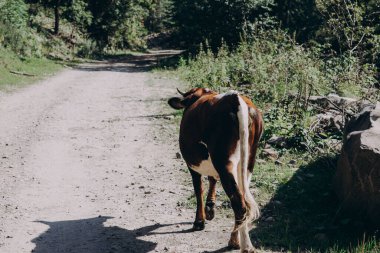 Tepede sarılıp gün batımını izleyen küçük sarı köpekli bir aile. Yüksek kalite fotoğraf