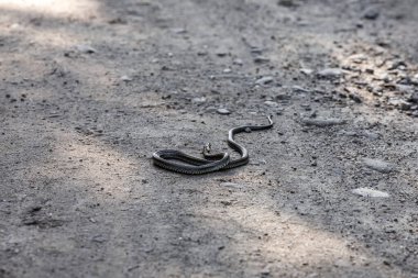 Arka planda yüksek dağlarda güzel çam ağaçları. Karpatlar. Yüksek kalite fotoğraf