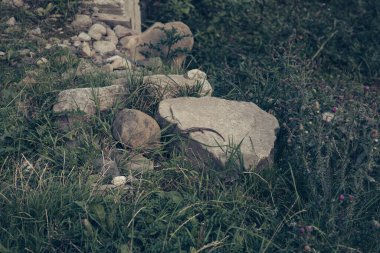 Arka planda yüksek dağlarda güzel çam ağaçları. Karpatlar. Yüksek kalite fotoğraf