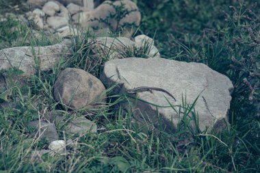Arka planda yüksek dağlarda güzel çam ağaçları. Karpatlar. Yüksek kalite fotoğraf