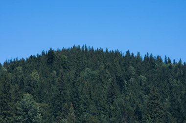 Arka planda yüksek dağlarda güzel çam ağaçları. Karpatlar. Yüksek kalite fotoğraf
