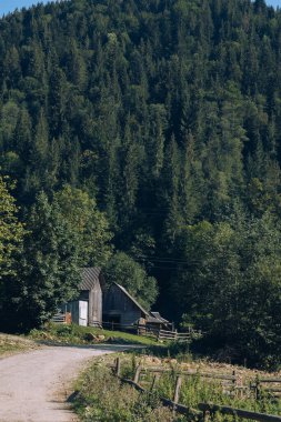 Arka planda yüksek dağlarda güzel çam ağaçları. Karpatlar. Yüksek kalite fotoğraf