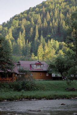 Arka planda yüksek dağlarda güzel çam ağaçları. Karpatlar. Yüksek kalite fotoğraf
