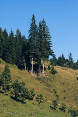 Ukrayna Karpatları dağ ormanları nehir güneşi güzelliği bulutlandırır. Yüksek kalite fotoğraf