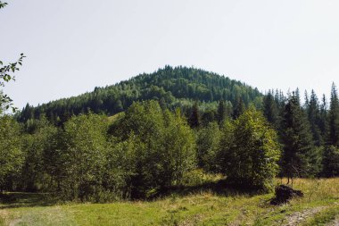 Ukrayna Karpatları dağ ormanları nehir güneşi güzelliği bulutlandırır. Yüksek kalite fotoğraf