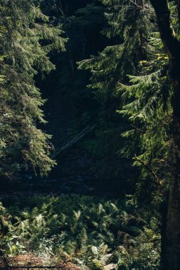 Ukrayna Karpatları dağ ormanları nehir güneşi güzelliği bulutlandırır. Yüksek kalite fotoğraf