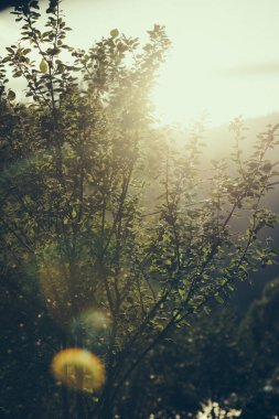 Carpathian dağlarındaki ahşap otel. Konum: Zakarpattya bölgesi, Ukrayna, Avrupa. Yüksek kalite fotoğraf