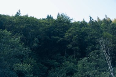 Carpathian dağlarındaki ahşap otel. Konum: Zakarpattya bölgesi, Ukrayna, Avrupa. Yüksek kalite fotoğraf