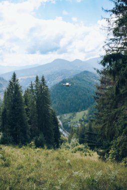 Sabahın erken saatlerinde Karpat dağ ormanı. Güzel doğa manzarası. Yüksek kalite fotoğraf