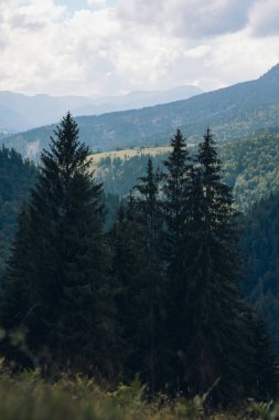 Sabahın erken saatlerinde Karpat dağ ormanı. Güzel doğa manzarası. Yüksek kalite fotoğraf