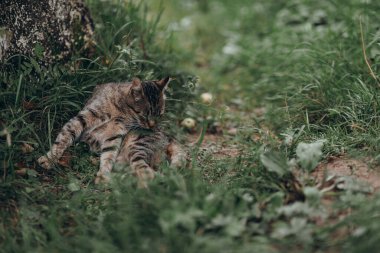 Sokak kedisi (evsiz, dışarıda, üzgün, evcil hayvan). Yüksek kalite fotoğraf