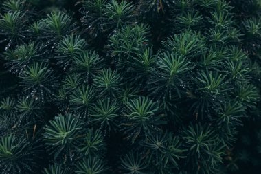 Karpat Dağları 'nın güzel manzarası. Gün batımı. Yüksek kalite fotoğraf