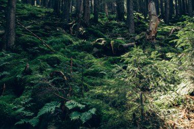 Karpatlar 'daki kozalaklı ormanların tepelerinin manzarası. Yüksek kalite fotoğraf