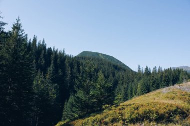Hala Gasienicowa, Karpat Dağları, Polonya. Sonbahar mevsiminde güneşli bir gün. Yüksek kalite fotoğraf