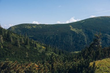 Dağlarda yaz günü. Shpytsi Dağı, Chornohora, Karpat Dağları, Ukrayna. Yüksek kalite fotoğraf