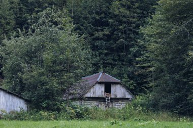 Arka planda yüksek dağlarda güzel çam ağaçları. Karpatlar. Yüksek kalite fotoğraf