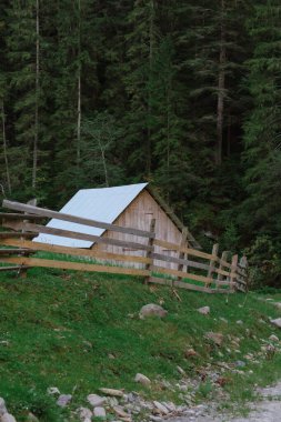 Arka planda yüksek dağlarda güzel çam ağaçları. Karpatlar. Yüksek kalite fotoğraf