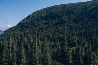 Karpatlar 'daki kozalaklı ormanların tepelerinin manzarası. Yüksek kalite fotoğraf