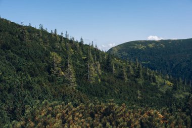 Dağlarda yaz günü. Shpytsi Dağı, Chornohora, Karpat Dağları, Ukrayna. Yüksek kalite fotoğraf