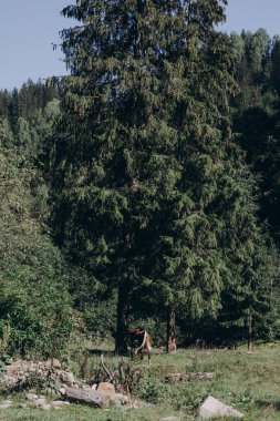 Arka planda yüksek dağlarda güzel çam ağaçları. Karpatlar. Yüksek kalite fotoğraf