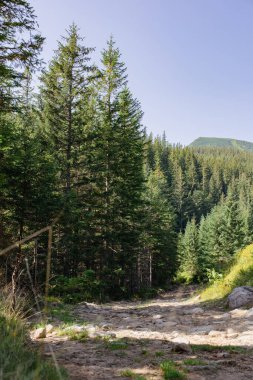 Hala Gasienicowa, Karpat Dağları, Polonya. Sonbahar mevsiminde güneşli bir gün. Yüksek kalite fotoğraf