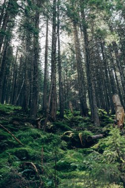 Karpatlar 'daki kozalaklı ormanların tepelerinin manzarası. Yüksek kalite fotoğraf