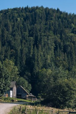 Arka planda yüksek dağlarda güzel çam ağaçları. Karpatlar. Yüksek kalite fotoğraf