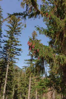 Hala Gasienicowa, Karpat Dağları, Polonya. Sonbahar mevsiminde güneşli bir gün. Yüksek kalite fotoğraf