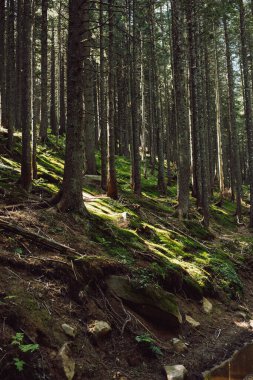 Karpatlar 'daki kozalaklı ormanların tepelerinin manzarası. Yüksek kalite fotoğraf