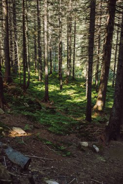 Karpatlar 'daki kozalaklı ormanların tepelerinin manzarası. Yüksek kalite fotoğraf