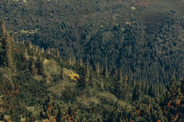 Dağlarda yaz günü. Shpytsi Dağı, Chornohora, Karpat Dağları, Ukrayna. Yüksek kalite fotoğraf
